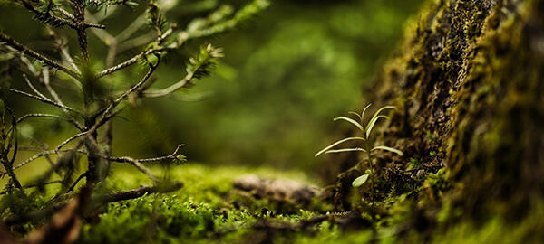 Nahaufnahme kleiner Pflänzchen im grünen Wald